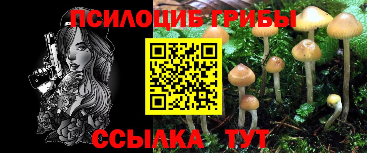 Псилоцибиновые грибы Cubensis Шелехов